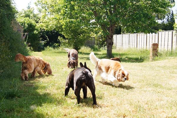 Bright Eyes Dog Care and Training - Garden 6