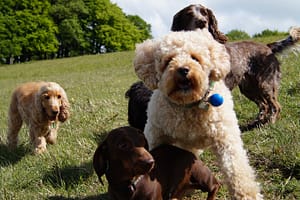 Dog Day Care and Training - Walks