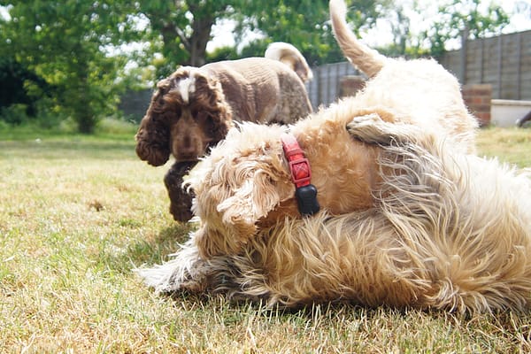 Bright Eyes Dog Care and Training - Garden 4