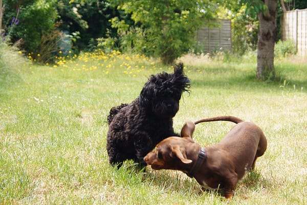 Bright Eyes Dog Care and Training - Garden 1