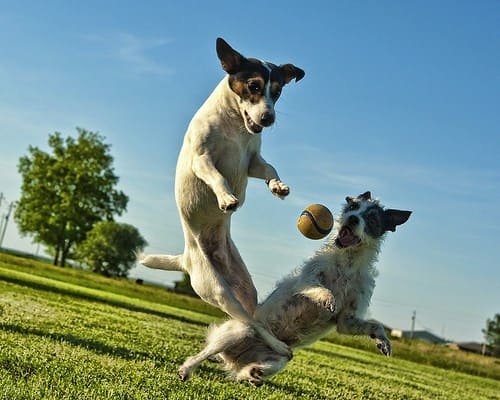 Dog Day Care and Training - Play